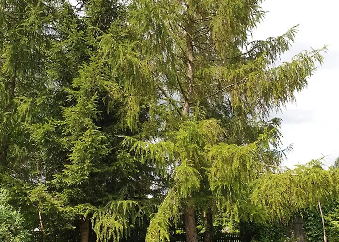 Mazurska Lipowo * Lipowo (Gizycko)